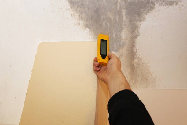 Best Emergency Mold Remediation  in Plattsmouth, NE