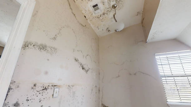 Best Residential Mold Inspection & Testing  in Plattsmouth, NE