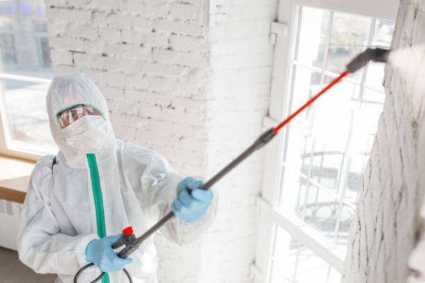 Best Environmental Consulting for Mold Prevention  in Plattsmouth, NE
