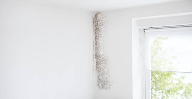 Best Commercial Mold Inspection  in Plattsmouth, NE