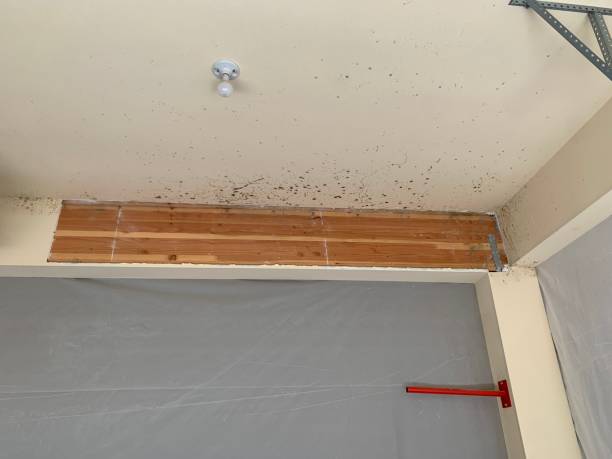 Best Mold Damage Restoration  in Plattsmouth, NE
