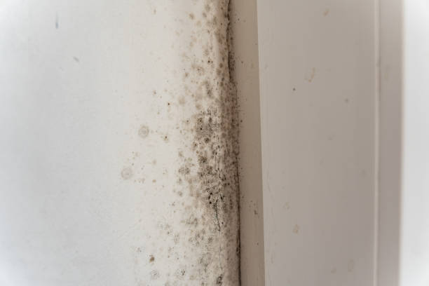 Best Comprehensive Air Testing for Mold Contaminants  in Plattsmouth, NE